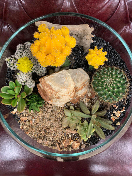 Succulent Cactus Arrangement