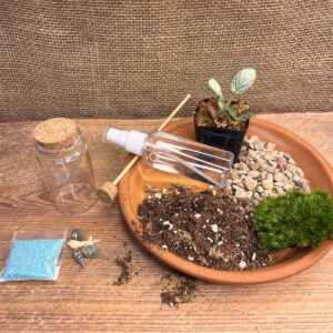 Mini Terrarium Kit DIY – Live Moss Garden | Gift for Plant Lovers