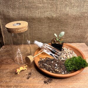 DIY Terrarium Kit for Beginners – 6″ Glass Jar Miniature Garden with Living Moss & Plants |Soft Light Cork Lid