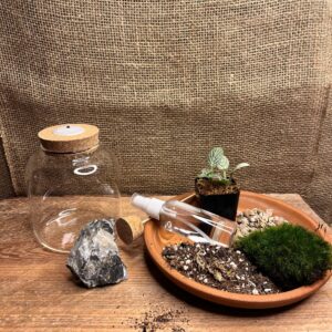 DIY Terrarium Kit for Beginners – 4"Glass Jar Terrariums with LED Cork, Indoor Plant Craft Kit, Fun Indoor Garden Craft for Kids & Adults