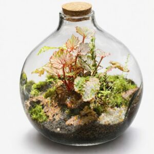 10" Hand‑Blown Glass Moss Terrarium| Pre-Made Self-Sustaining Ecosystem| Glass Terrarium with Live Moss & Plants