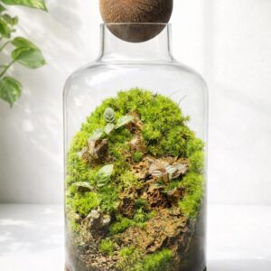 15" Living Moss Terrarium Jar | Handmade Glass Plant Decor