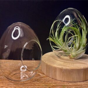 6"Egg Shaped-Glass Terrarium| Tabletop Glass Container Only | Air Plant Holder | Decorative Display Jar
