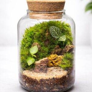 3” Glass Moss Terrarium with Live Plants | Self-Sustaining Mini Ecosystem | Lighted Cork Lid | Ready-to-Display