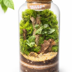 5" Handmade Glass Terrarium | Live Moss & Plants, Lighted Cork Lid