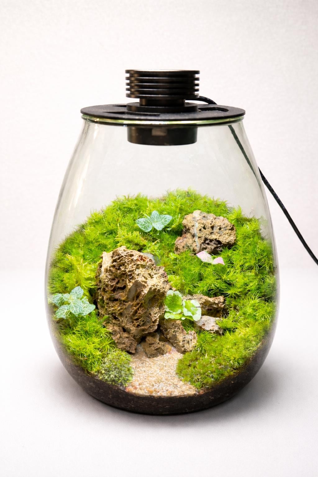 Biolark LED Moss Terrarium, Premium Self-Sustaining Ecosystem - Image 9