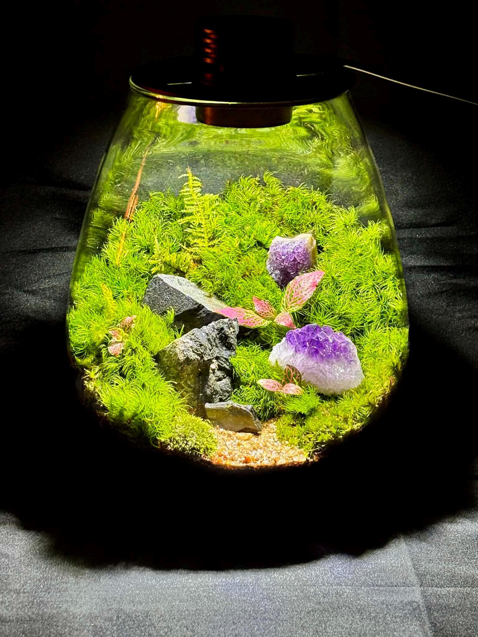 Biolark LED Moss Terrarium, Premium Self-Sustaining Ecosystem - Image 10