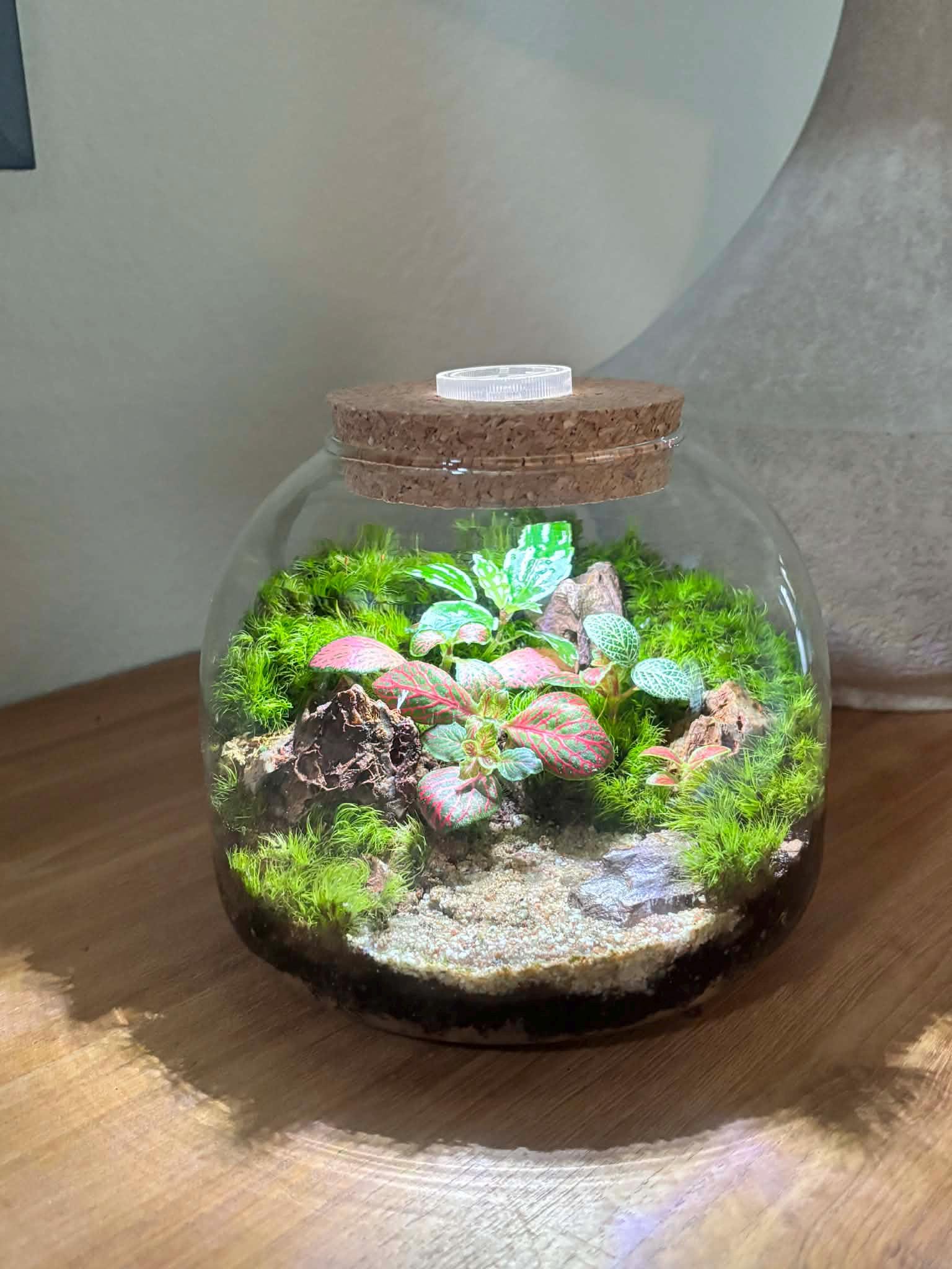 5" LED Cork Lid Terrarium with Live Fittonia - Image 4