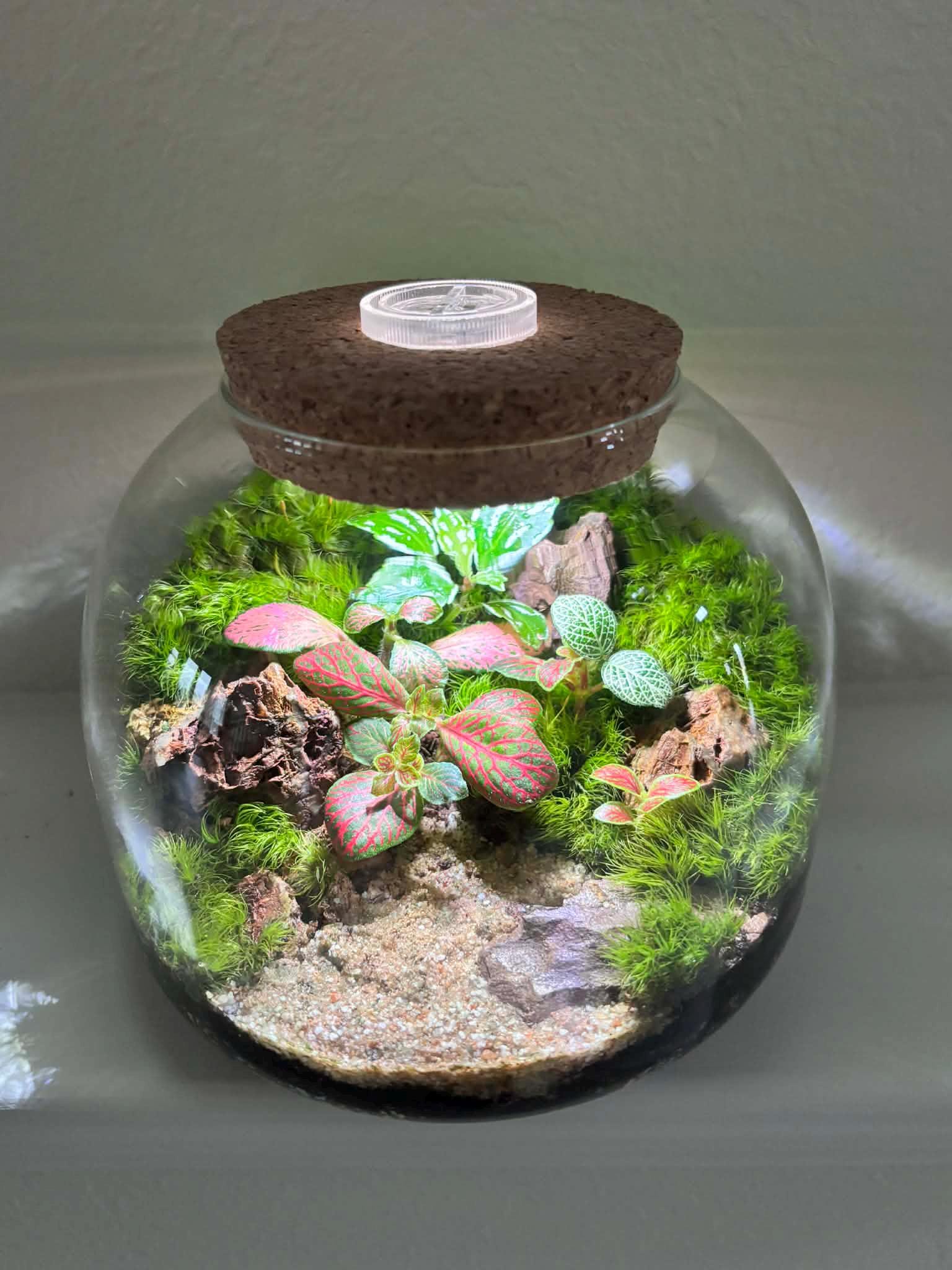 5" LED Cork Lid Terrarium with Live Fittonia - Image 6