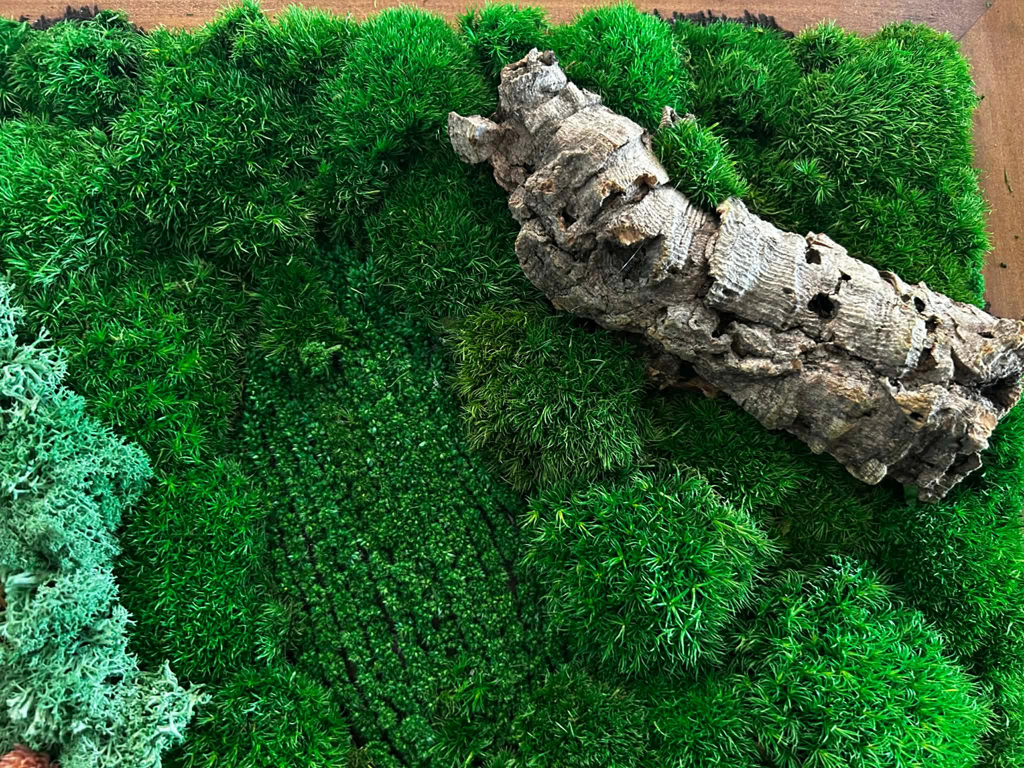 Framed Preserved Moss Wall Art with Driftwood, Reclaimed Wood - Image 8