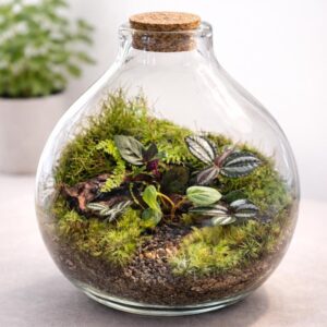 10" Hand-Blown Glass Terrarium with Tropical Plants