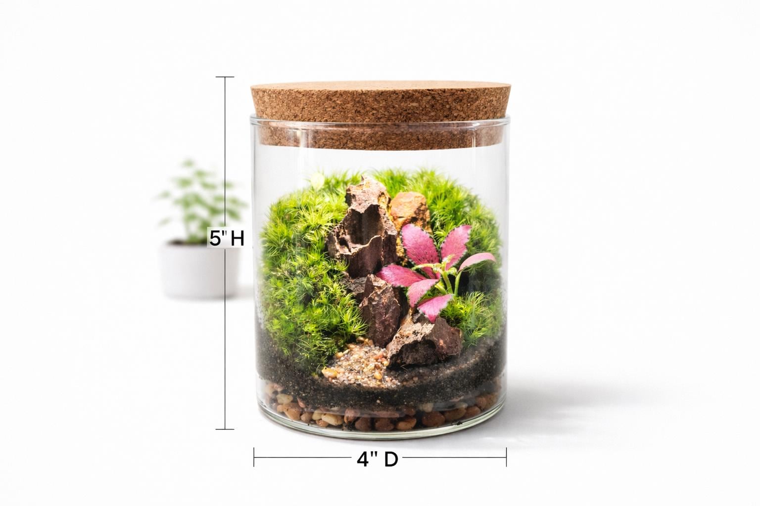Pink Fittonia Moss Terrarium with Pagoda Stone - Image 3