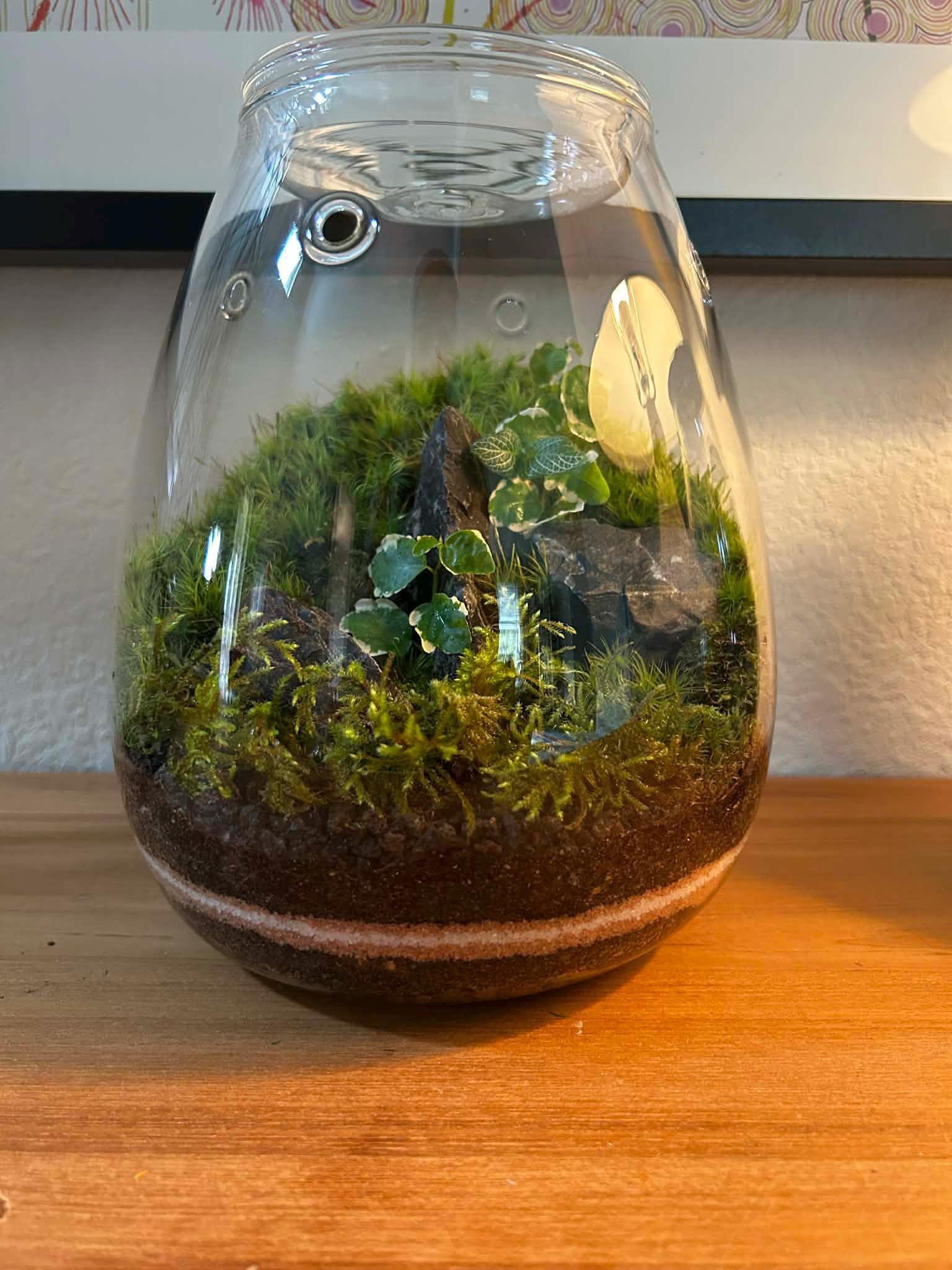 Handcrafted Self-Sustaining Glass Terrarium, Ventilated Design - Image 10