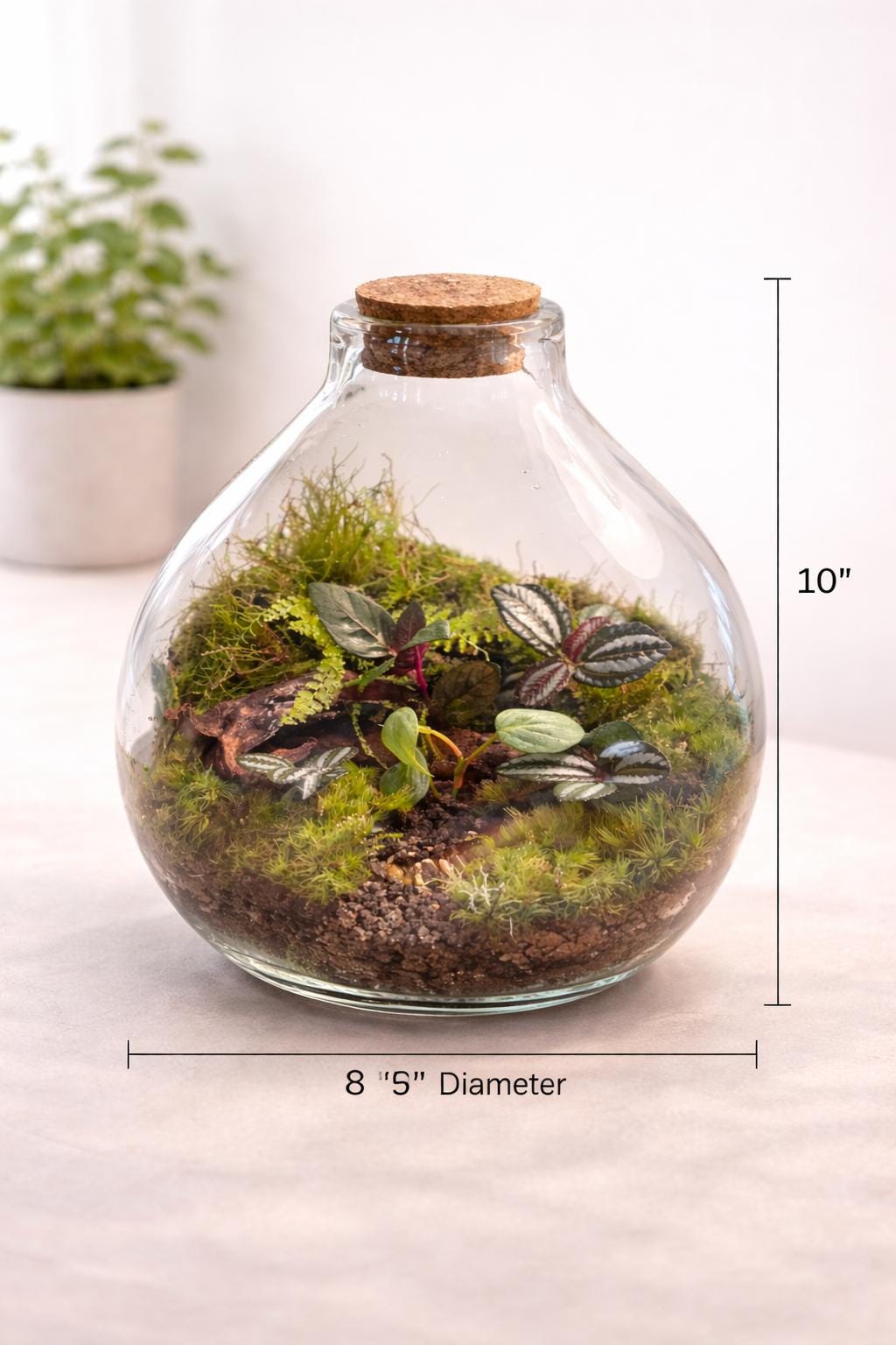 10" Hand-Blown Glass Terrarium with Tropical Plants - Image 8