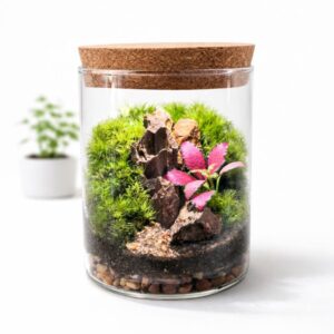 Pink Fittonia Moss Terrarium with Pagoda Stone