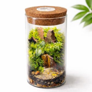 LED Fittonia Moss Terrarium with Pagoda Stone Garden