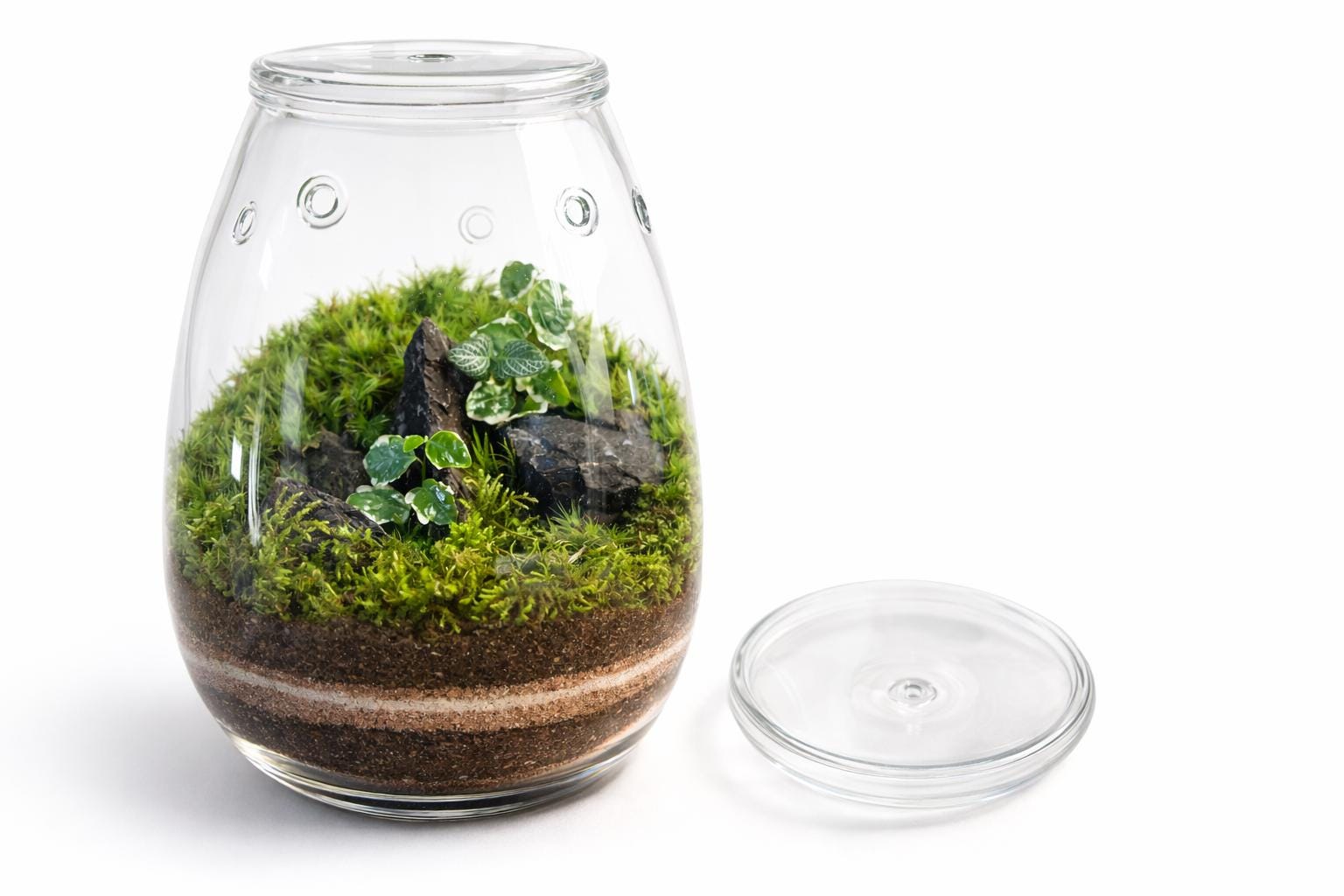 Handcrafted Self-Sustaining Glass Terrarium, Ventilated Design - Image 8