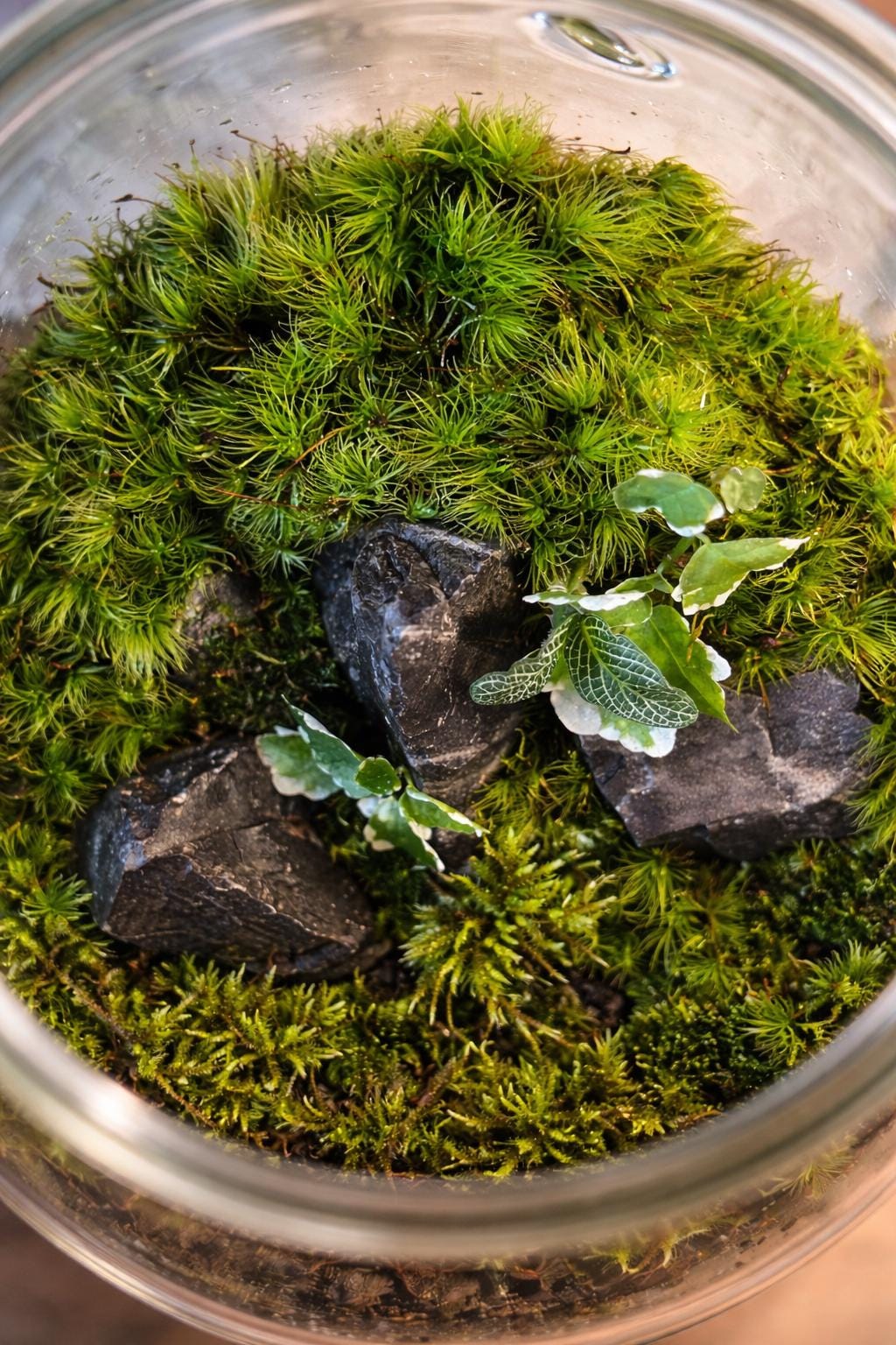 Handcrafted Self-Sustaining Glass Terrarium, Ventilated Design - Image 9