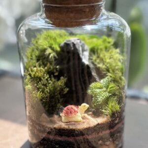 5" Moss Terrarium with Cork Lid, Mini Closed Ecosystem
