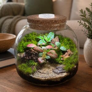 5" LED Cork Lid Terrarium with Live Fittonia