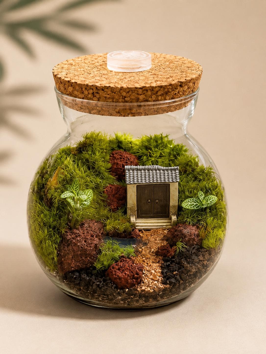 5x5" Japanese Zen Garden Moss Terrarium