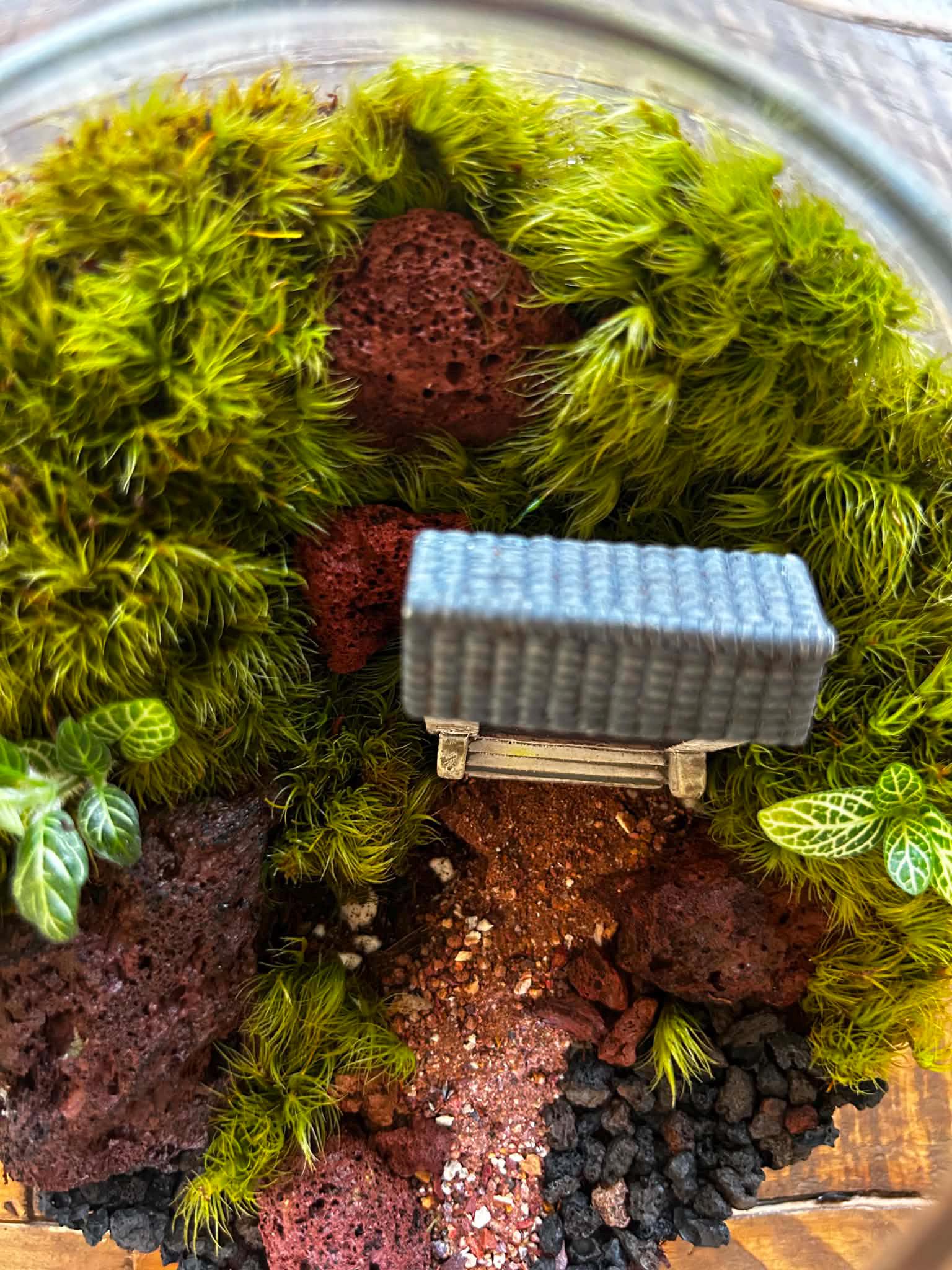 5x5" Japanese Zen Garden Moss Terrarium - Image 6
