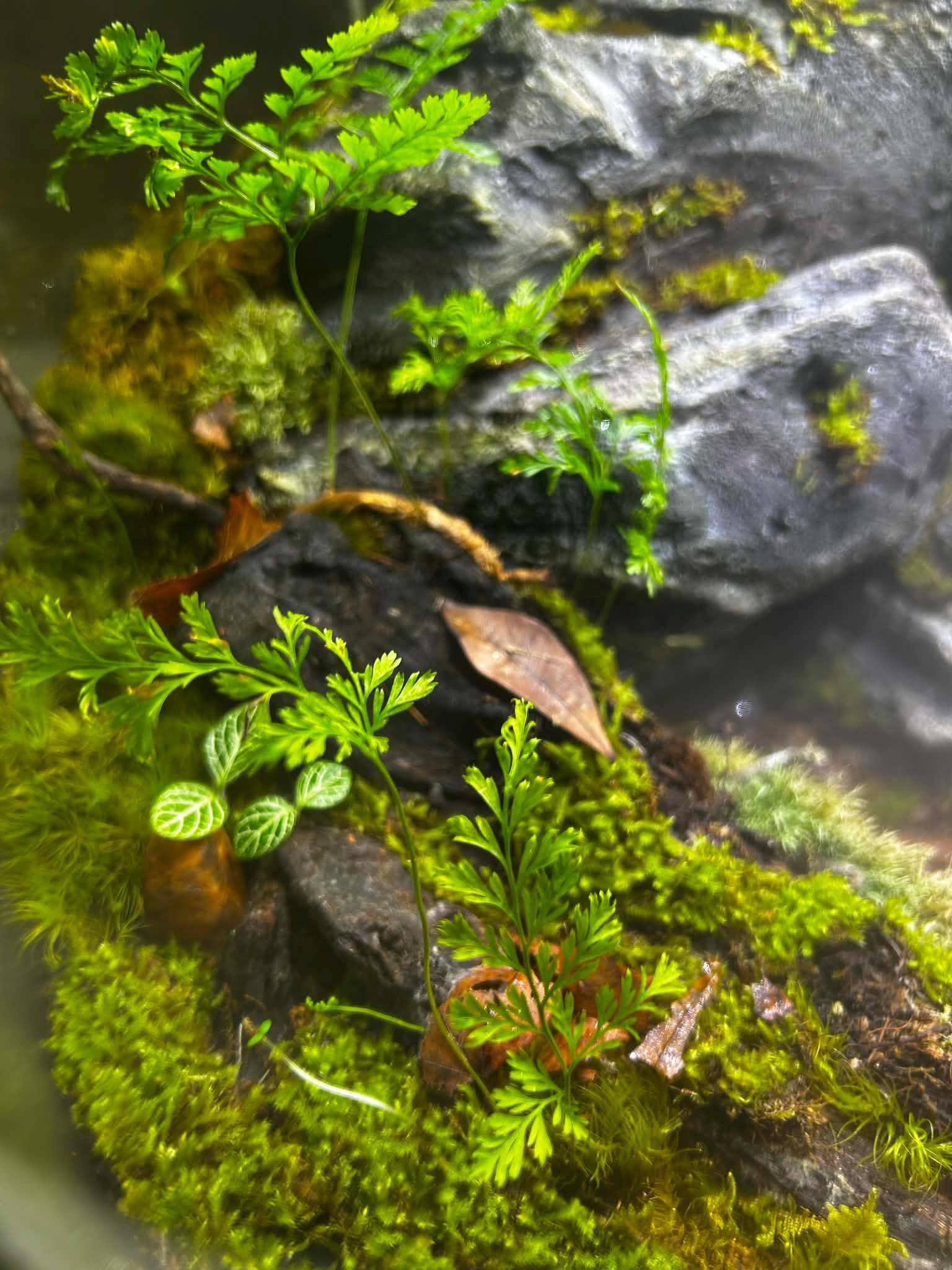 BiOrb AIR 30 Live Moss Terrarium with Automated Misting - Image 3