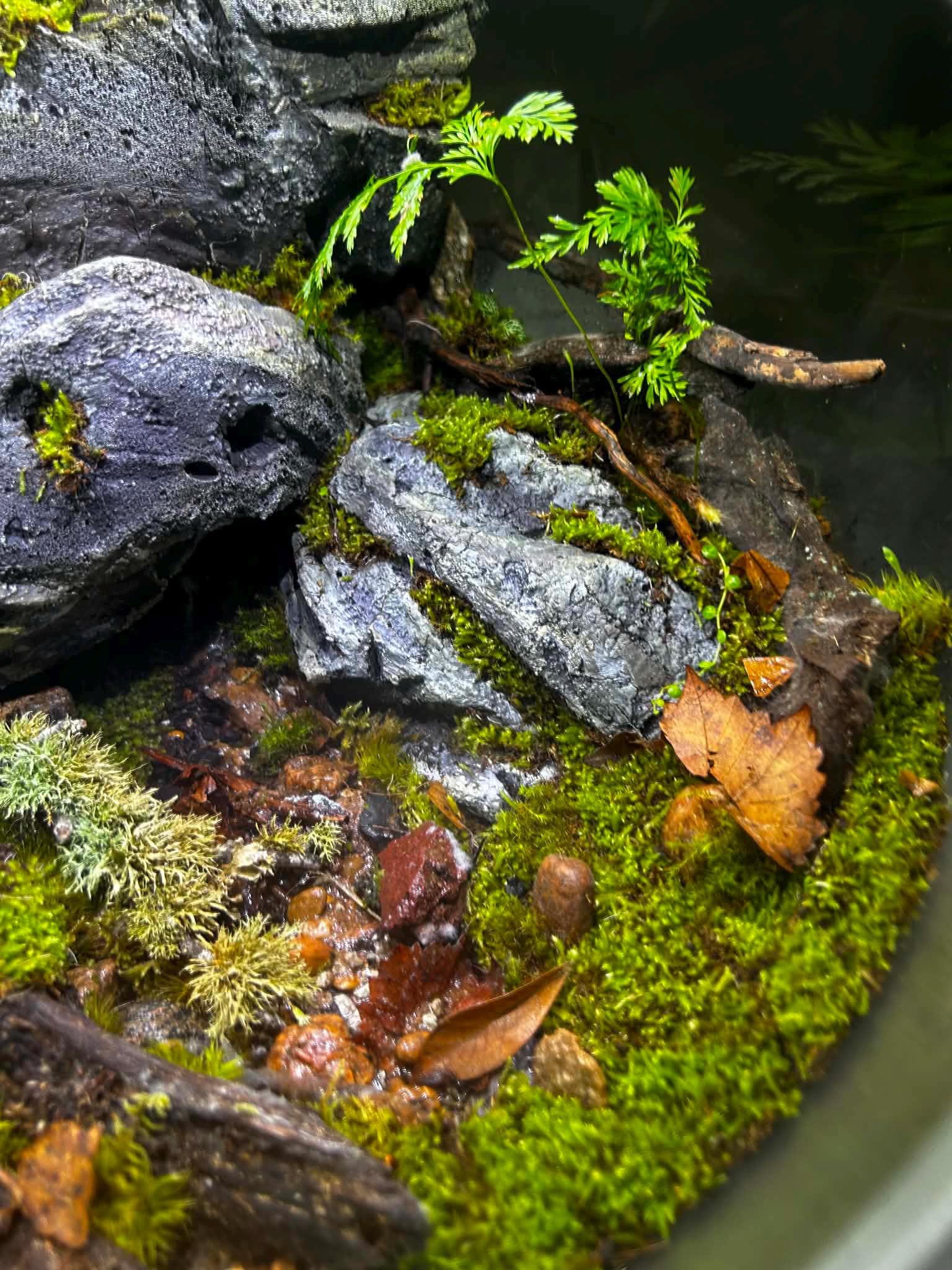 BiOrb AIR 30 Live Moss Terrarium with Automated Misting - Image 4