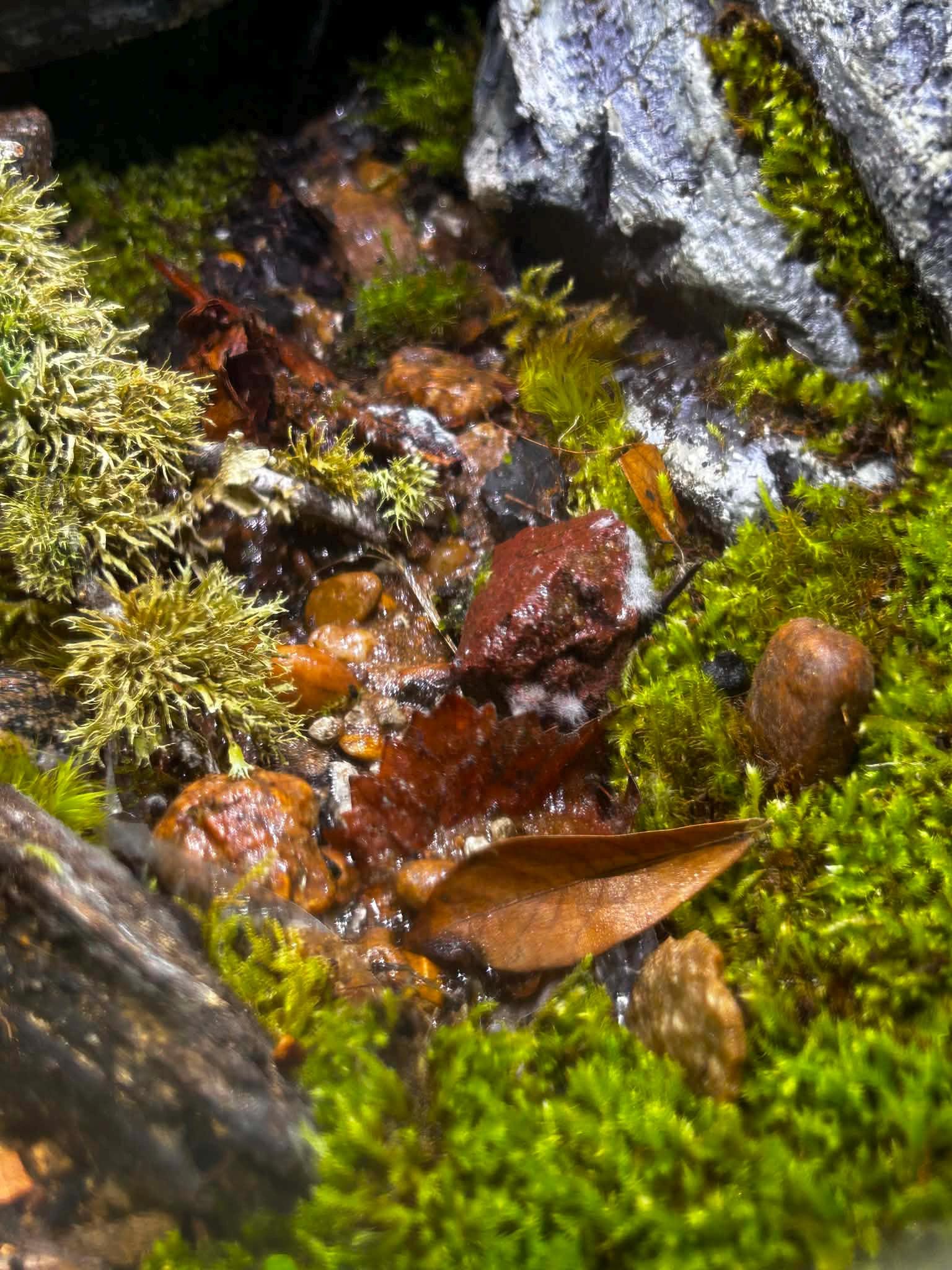 BiOrb AIR 30 Live Moss Terrarium with Automated Misting - Image 5
