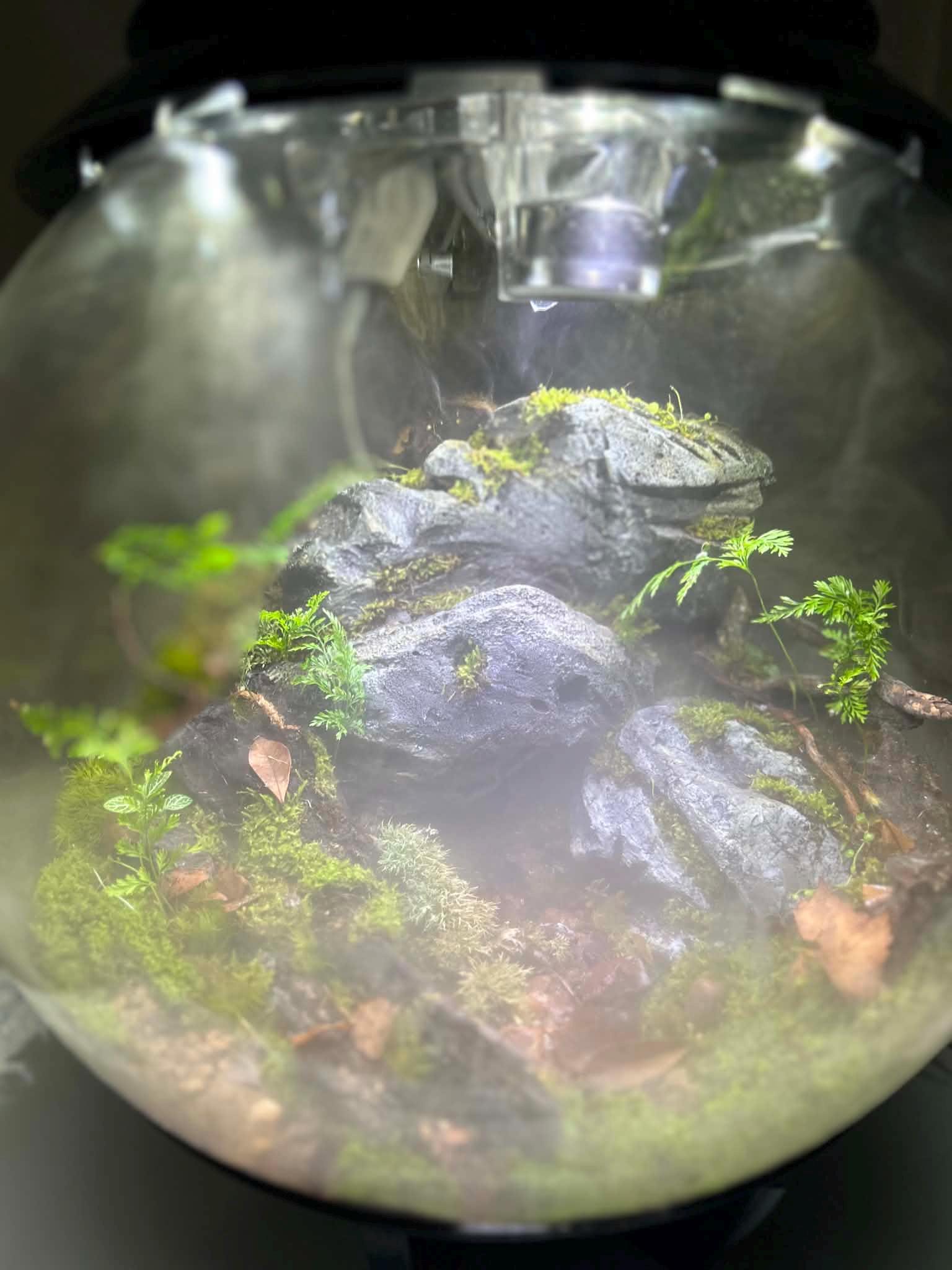 BiOrb AIR 30 Live Moss Terrarium with Automated Misting - Image 10