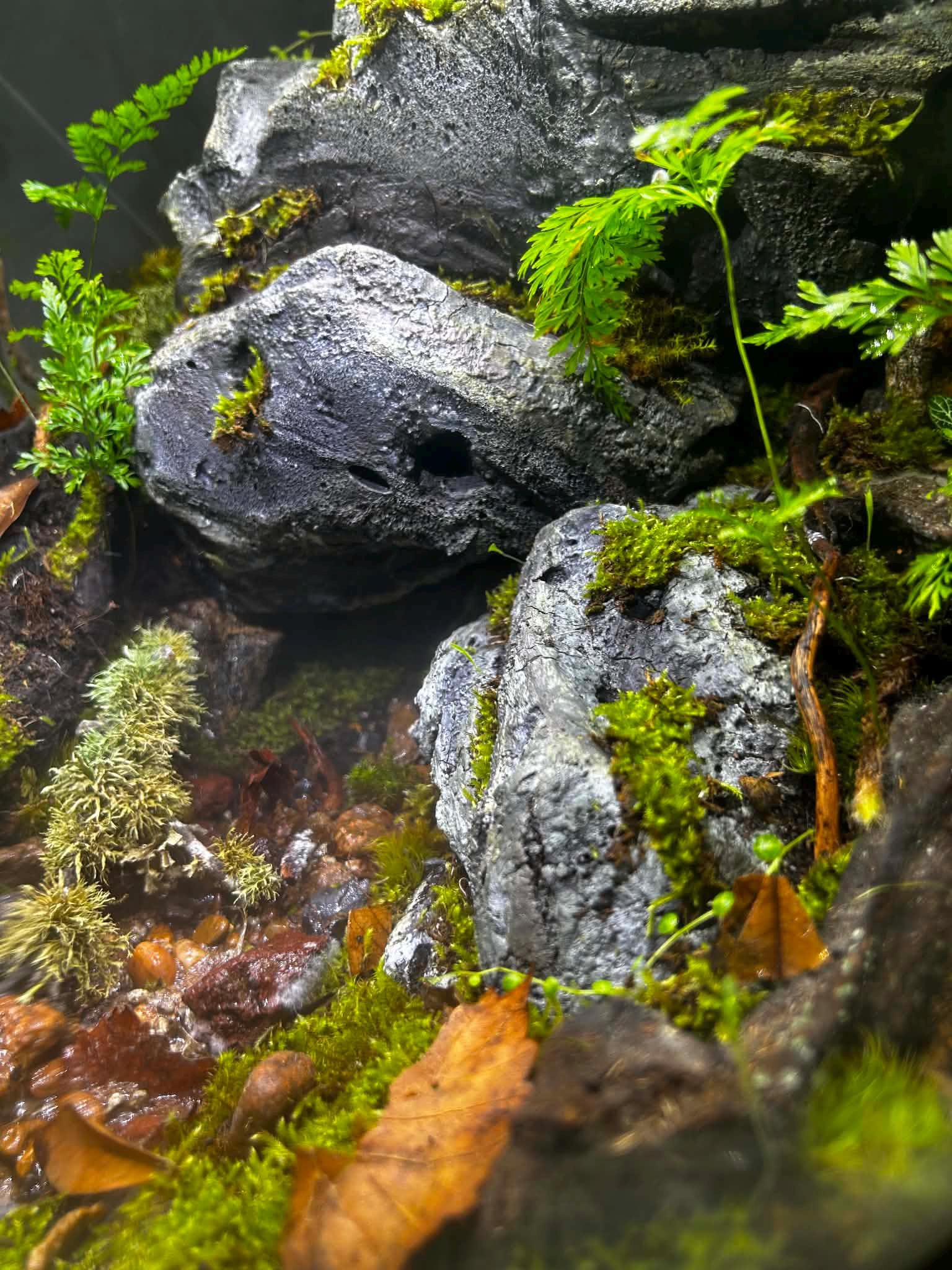 BiOrb AIR 30 Live Moss Terrarium with Automated Misting - Image 6