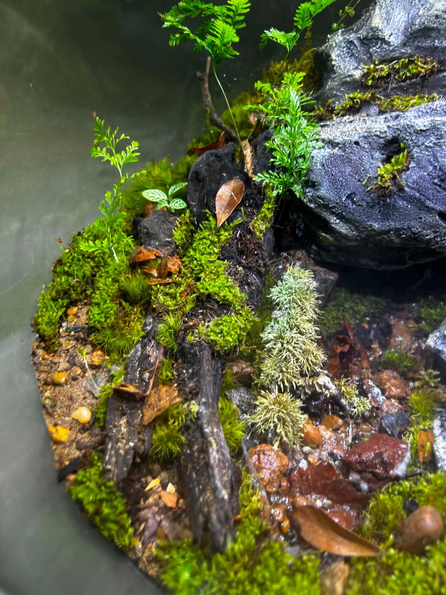 BiOrb AIR 30 Live Moss Terrarium with Automated Misting - Image 7