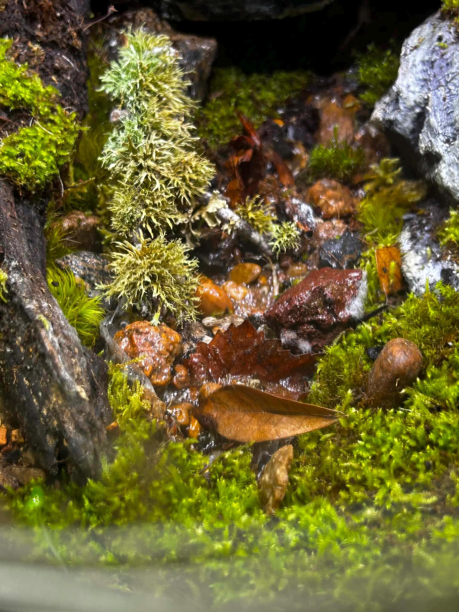 BiOrb AIR 30 Live Moss Terrarium with Automated Misting - Image 8